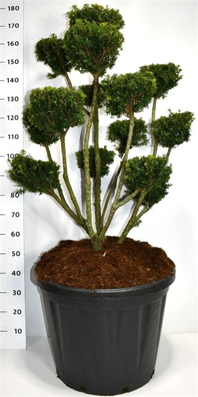 Taxus media 'Farmen' - 100-125 CM Bonsai Cont.